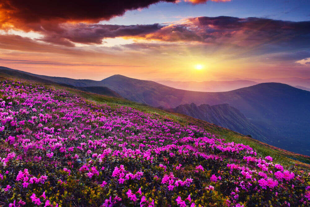 Explore Dzukou Valley