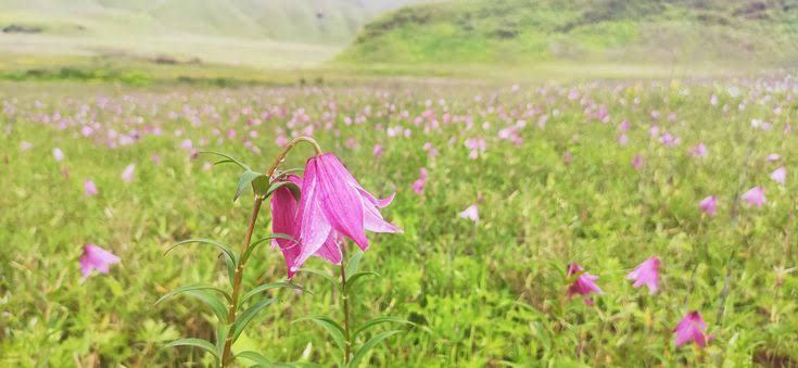 Dzukou Valley 2 dzukou valley lily