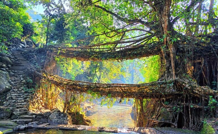 Living Root Bridge Trek