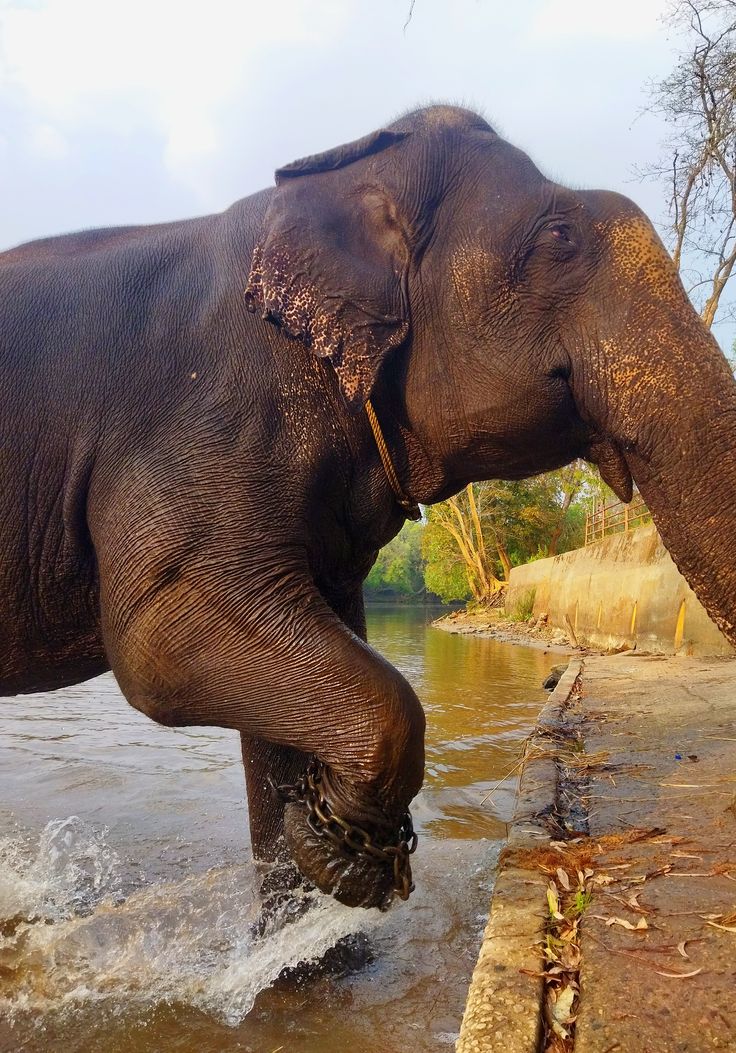 Dubare Elephant Camp