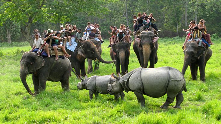 Elephant Safari