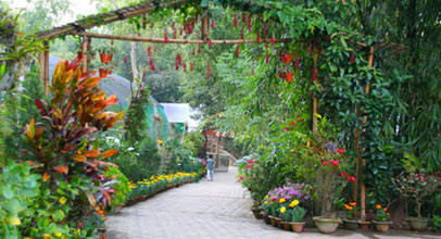 Kaziranga Orchid Park