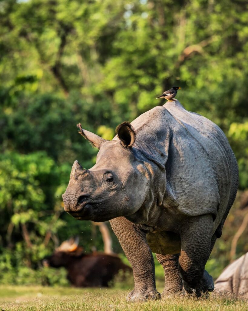 kaziranga national park