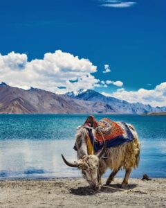 ladakh
