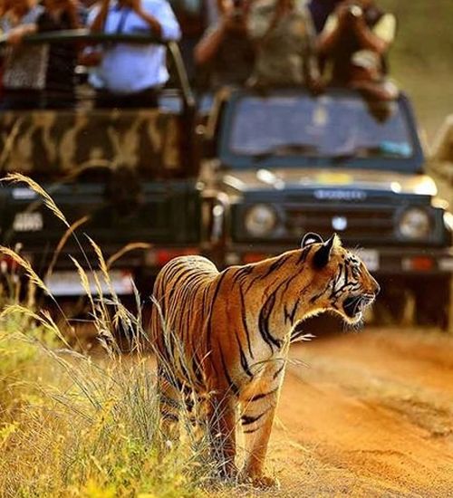 ranthambore national park