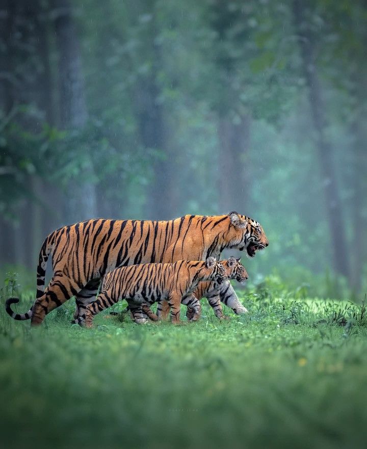 Ranthambore Tiger Safari