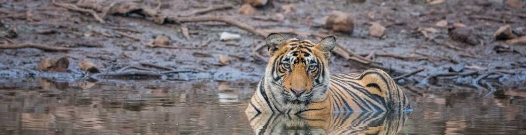 Ranthambore National Park 1 ranthambore national park heritage