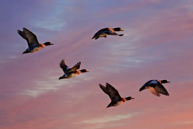 Birdwatching Expedition