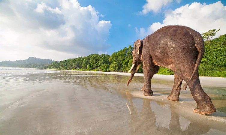 Elephant Beach