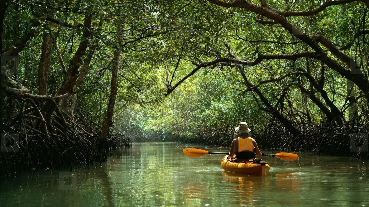 Mangrove Kayaking