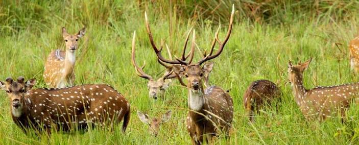 Wayanad Wildlife Sanctuary wayanad