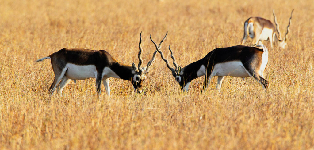Gir National Park 1 four-horned antelope gir national park