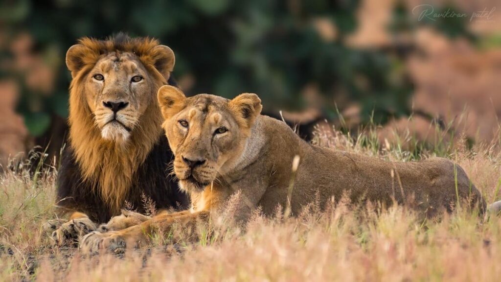 gir national park