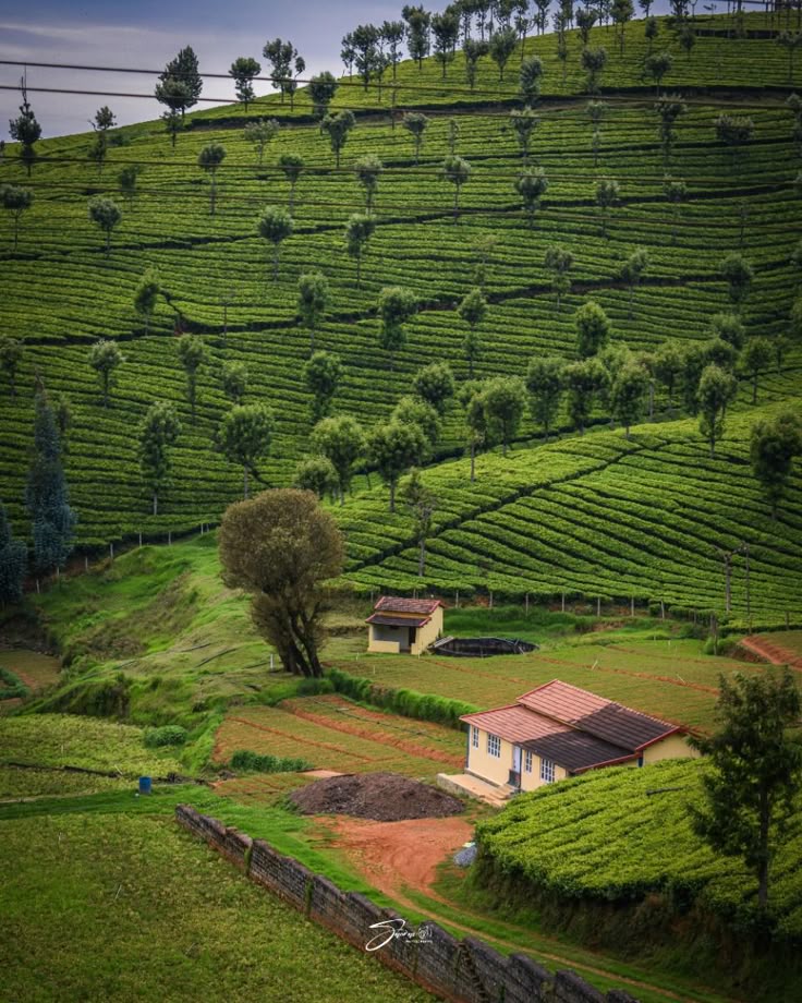 ooty