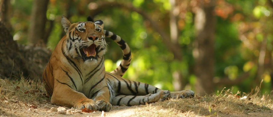 periyar tiger reserve thekkady