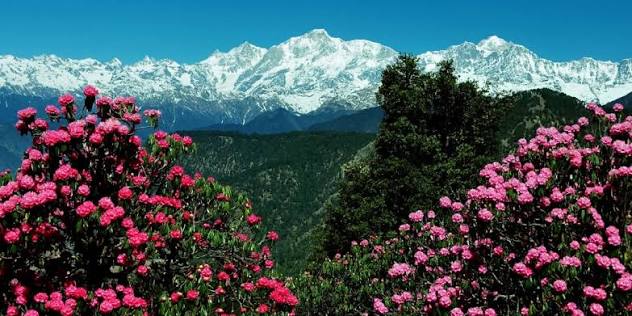 rhododendron